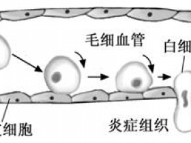 细胞迁移检测——各种孔径以及经过不同处理的聚碳酸酯膜方案