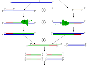 PCR反应条件的选择技巧