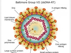 乙肝病毒核心抗原（HBcAg）ELISA检测试剂盒实验原理&说明书