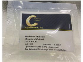 染色神器——罗丹明标记鬼笔环肽(Rhodamine Phalloidin)