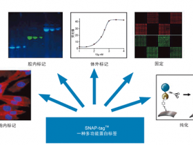 全光谱SNAP-tag™* 底物——SiR 和 SPY™ 标记苯甲基鸟嘌呤 (BG)