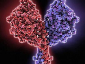 驱动蛋白超家族蛋白的分类及功能(附参考文献)