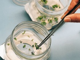 植物组织培养基维生素混合物一站式解决方案