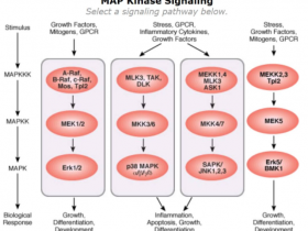 MAPK信号通路：Ras/Raf/MEK/ERK途径与肿瘤关系