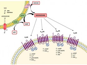腺苷Adenosine检测试剂盒——精准检测腺苷Adenosine含量