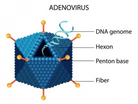 如何真正准确可靠地检测腺病毒（adenovirus）滴度？