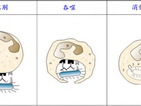 体外细胞吞噬试验一站式解决方案