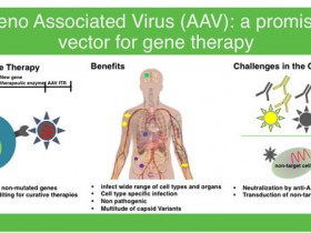 腺相关病毒研究：AAV滴度快速检测试剂盒解决方案