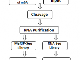 不到1小时，m6A RNA富集纯化与二代测序试剂盒绝绝子！