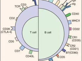 荧光标记CD3抗体的功能和应用