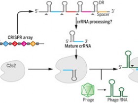 RNA剪刀手CRISPR/Cas13a蛋白定量检测试剂盒解决方案