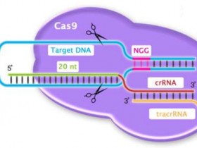 Cas9蛋白定量检测,就用Cas9蛋白定量检测试剂盒