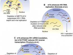 SARS-CoV-2药物研究新靶点,就在你身边!