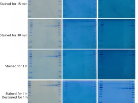 超快蛋白胶染色液（考马斯亮蓝）,获得清晰干净的背景