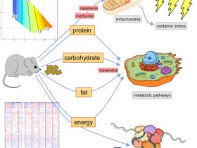 生物评论周报190期：Cell Metabolism：均衡饮食比抗衰老药物效果好得多