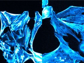 新型、独特的活细胞荧光Actin探针——SPY650-FastAct解决方案