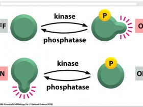 PhosphoBLOCKER™,完美解决磷酸化条带差问题