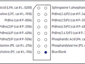 Echelon PIP脂质蛋白结合芯片PIPArray，检测结合强度