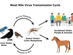 西尼罗病毒研究丨胞膜蛋白E定量检测试剂盒来助力~