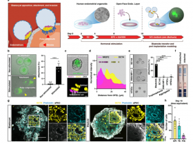 生物评论周报192期-Nature:首个模拟人类类囊胚模型