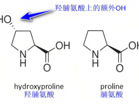 羟脯氨酸(hydroxyproline,HYP)定量检测试剂盒解决方案