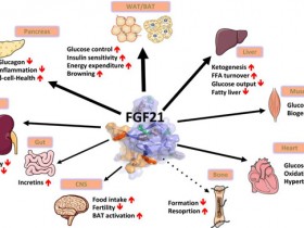 BioVendor总代理艾美捷推荐,FGF21 ELISA Kit