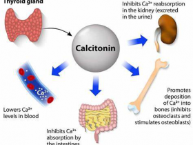 Biomatik降钙素（Calcitonin）检测试剂盒、抗体、蛋白一站式方案
