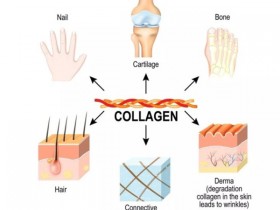 可/不可溶性胶原蛋白检测试剂盒,超1000篇文献认证!