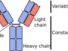 ProSci单域抗体,助力免疫检查点研究!