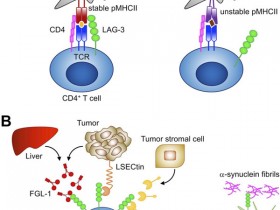 免疫检查点研究丨ProSci LAG-3抗体/重组蛋白解决方案