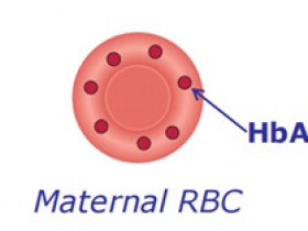 IQ Products FMH QuikQuant™试剂盒,助力胎母输血综合征研究