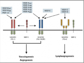 Relia Tech活性VEGF，VEGFR重组蛋白解决方案