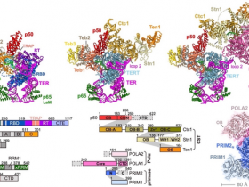 生物评论周报第316期：Nature解析端粒DNA延长关键CST-Polα-primase复合物结构