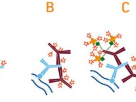 Jackson公司热销爆款二抗:HRP标记亲和纯化山羊抗兔IgG(H+L)二抗
