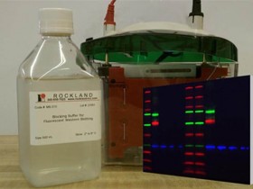 Rockland荧光WB封闭缓冲液,性能优越,表现不俗!