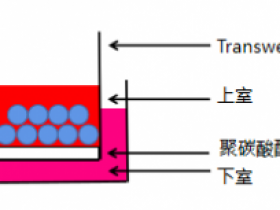 Abbkine细胞迁移分析试剂盒