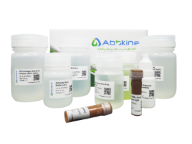 通用型免疫荧光(IF)工具:抗小鼠 Dylight 488