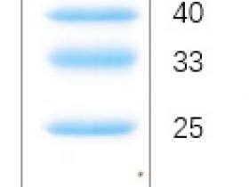彩色预染蛋白质Marker,WB实验更加便捷省心