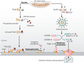 生物评论周报第223期:Science一种细菌性磷脂磷酸酶通过劫持泛素抑制细胞焦亡