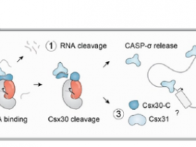 生物评论周报第225期：《科学》CRISPR相关的内肽酶可进行RNA激活蛋白的切割