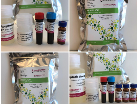 ICT FAM-FLICA Caspase-1 活性分析试剂盒解决方案