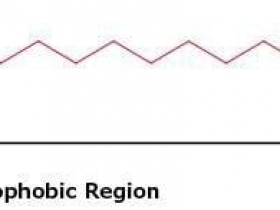 G-Biosciences DetergentOUT去垢剂去除柱子和树脂方案