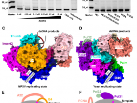 生物评论周报第229期：猴痘病毒DNA聚合酶全酶的结构
