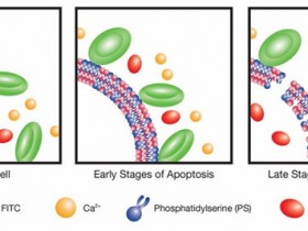 Annexin V-FITC 细胞凋亡分析试剂盒,有效区分!
