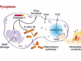 细胞凋亡、焦亡、铁死亡、铜死亡、细胞自噬,细胞死亡形式的基本机制及对应的标志物