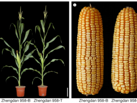 生物评论周报第227期：《自然》THP9显著提高玉米种子蛋白含量和氮素利用效率