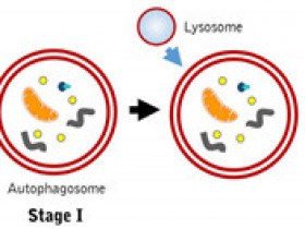ImmunoChemistry自噬检测试剂盒解决方案