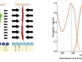 用于荧光细胞膜显微镜的鳍状肢-TR 试剂盒,Cytoskeleton解决方案