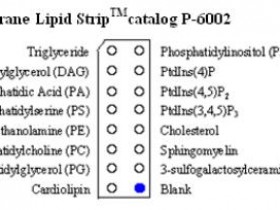 Echelon Membrane Lipid Strips 试纸条解决方案