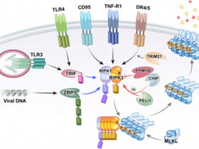 100+篇文章引用,超经典RIP3抗体(PSI-2283)